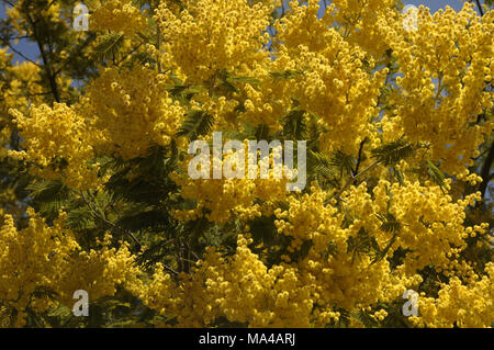 Mimosa Tree in Blüte Detail Stockfoto