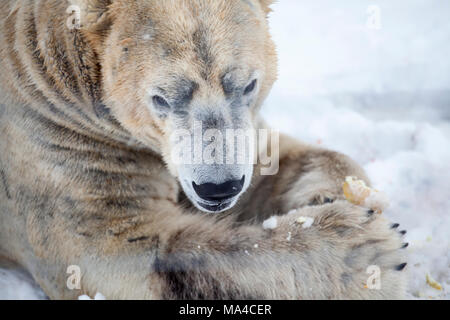 Arktos, einer der Eisbären in der Highland Wildlife Park Kincraig in den Highlands von Schottland Stockfoto