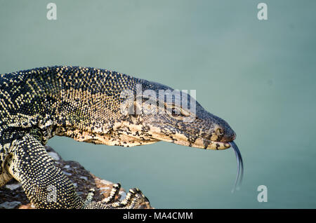 Porträt eines asiatischen Wasser Waran, Varanus Salvator Stockfoto