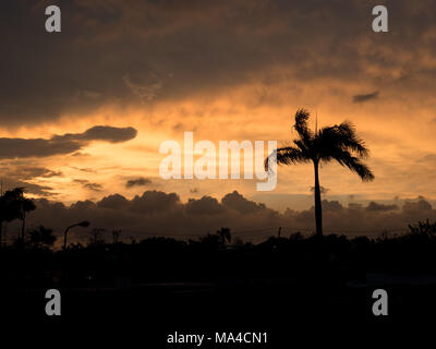 Eine Palme gegen orange getönte Wolken bei Sonnenuntergang in Thailand Silhouette Stockfoto