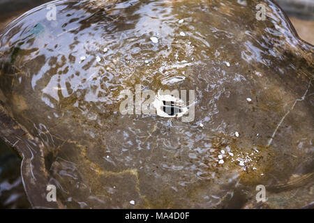 Nasriden Brunnen im oberen Garten Generalife, La Alhambra, Granada, Andalusien, Spanien Stockfoto