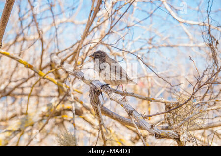 Grau Warbler-Finch Certhidea fusca cinerascens Nahrungssuche am Espanola Island, Galapagos Stockfoto