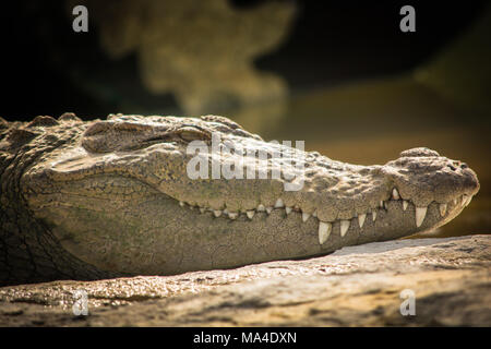 Nahaufnahme von mugger Crocodile ruht auf einem Felsen am ranganathittu Vogelschutzgebiet. Stockfoto