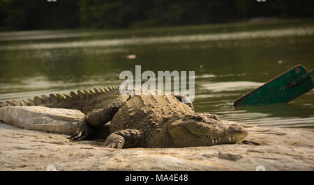 Mugger crocodile Ruhe om Rock bei ranganathittu Vogelschutzgebiet. Stockfoto