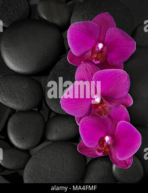 Drei Orchideen Lügen auf schwarzen Steinen. Von oben gesehen. Spa-Konzept. LaStone Therapy Stockfoto