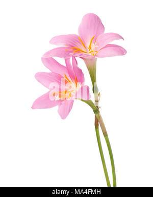 Zwei rosa Lilie auf einem weißen Hintergrund. Rosy Rain Lily Stockfoto