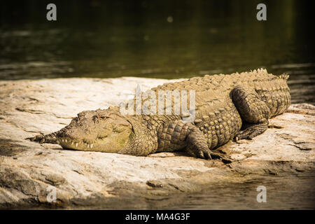 Nahaufnahme von mugger Crocodile ruht auf einem Felsen am ranganathittu Vogelschutzgebiet. Stockfoto