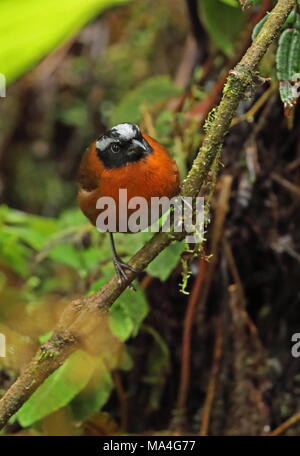 Tanager Finch (Oreothraupis arremonops) Erwachsene in niedriger Vegetation Tandayapa, Ecuador Februar gehockt Stockfoto