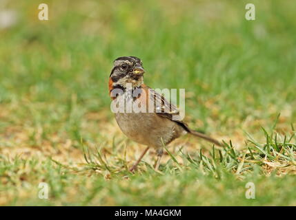 Rufous-collared Sparrow (Zonotrichia capensis) nach der Fütterung auf dem Boden Puembo, Ecuador Februar Stockfoto