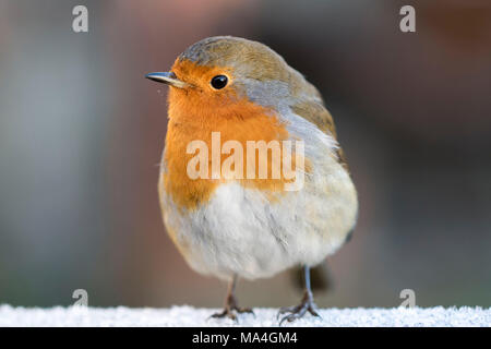 Red breasted Robin (Erithacus Rubecula) auf einem schneebedeckten Zaun, in die Kamera schaut mit, Hintergrund, Nahaufnahme, Schottland Großbritannien Stockfoto