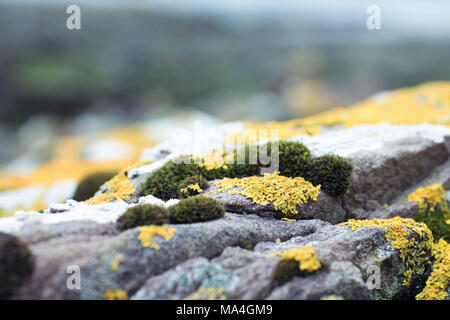 Meer Felsen bedeckt in Flechten, Moos, Algen, Nahaufnahme, Fotografie, Hintergrund, grüne und gelbe Töne Stockfoto