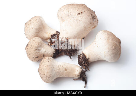 Gemeinsame puffball, Lycoperdon perlatum, Hampshire England UK GB Stockfoto