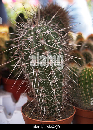 Thorny Cactus closeup Stockfoto