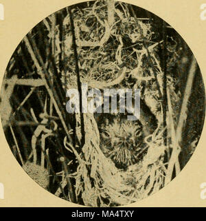 . Die Wwu: offizielles Organ des Australasian Ornithologists' Union Stockfoto