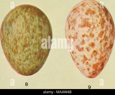 . Die Wwu: offizielles Organ des Australasian Ornithologists' Union Stockfoto