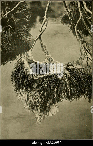 . Die Wwu: offizielles Organ des Australasian Ornithologists' Union Stockfoto