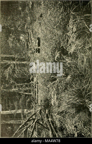 . Die Wwu: offizielles Organ des Australasian Ornithologists' Union Stockfoto