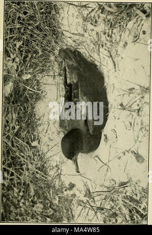 . Die Wwu: offizielles Organ des Australasian Ornithologists' Union Stockfoto