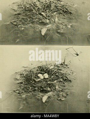 . Die Wwu: offizielles Organ des Australasian Ornithologists' Union Stockfoto