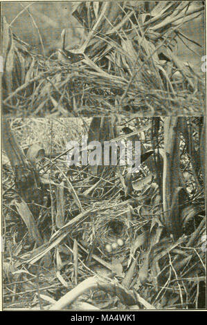 . Die Wwu: offizielles Organ des Australasian Ornithologists' Union Stockfoto