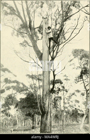 . Die Wwu: offizielles Organ des Australasian Ornithologists' Union Stockfoto