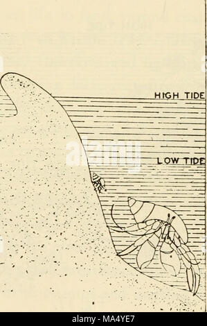 . Die auswanderungen der Tiere aus dem Meer Stockfoto