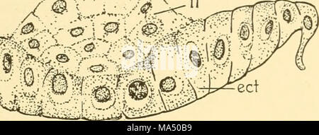 . Embryologie von Insekten und myriapods; die Entwicklungsgeschichte von Insekten, Tausendfüßler und millepedes vom Ei desposition [!] zu Bruteier Stockfoto