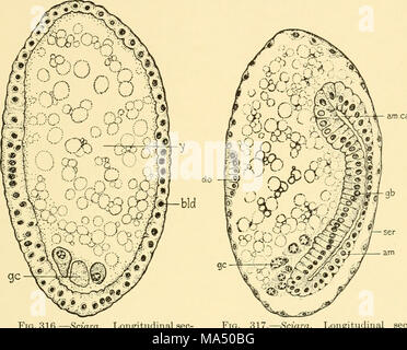 . Embryologie von Insekten und myriapods; die Entwicklungsgeschichte von Insekten, Tausendfüßler und millepedes vom Ei desposition [!] zu Bruteier Stockfoto