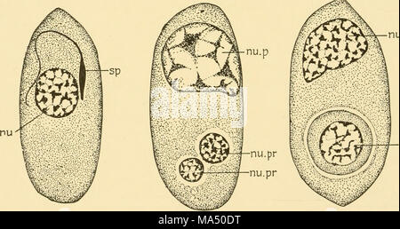 . Embryologie von Insekten und myriapods; die Entwicklungsgeschichte von Insekten, Tausendfüßler und millepedes vom Ei desposition [!] zu Bruteier Stockfoto
