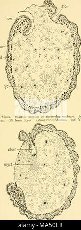 . Embryologie von Insekten und myriapods; die Entwicklungsgeschichte von Insekten, Tausendfüßler und millepedes vom Ei desposition [!] zu Bruteier Stockfoto