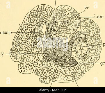 . Embryologie von Insekten und myriapods; die Entwicklungsgeschichte von Insekten, Tausendfüßler und millepedes vom Ei desposition [!] zu Bruteier Stockfoto