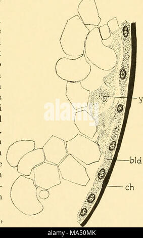 . Embryologie von Insekten und myriapods; die Entwicklungsgeschichte von Insekten, Tausendfüßler und millepedes vom Ei desposition [!] zu Bruteier Stockfoto