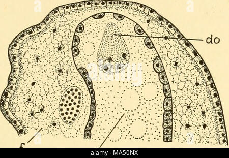. Embryologie von Insekten und myriapods; die Entwicklungsgeschichte von Insekten, Tausendfüßler und millepedes vom Ei desposition [!] zu Bruteier Stockfoto