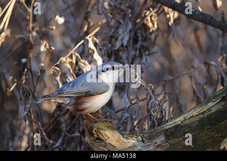 Holz Kleiber (Sitta europaea) sitzt auf einem Baumstamm vor dem Hintergrund einer trockenen Gras (Sonne im Auge reflektieren). Stockfoto