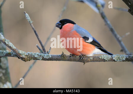 Eurasischen (häufig) Gimpel (Pyrrhula pyrrhula) sitzt auf einem Ast mit einem kräftigen Schnabel. Stockfoto