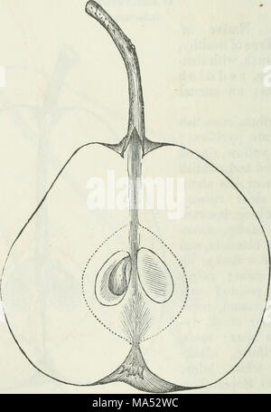 . Elliott's Obst Buch; oder die amerikanische Frucht des Erzeugers Guide im Obstgarten und Garten. Ein compend der Geschichte, Formen der Vermehrung, Kultur, etc., von Obstbäumen und Sträuchern, mit Beschreibungen von fast alle Sorten von Obst in diesem Land kultiviert; stellt ihrer Anpassung an Gemeinden und Böden, und auch eine vollständige Liste der Früchte der Anbau Stockfoto