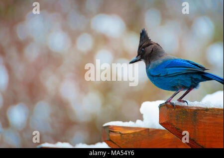 Kopieren Sie Raum in dieser Nahaufnahme eines Blue Jay zur Verfügung thront auf einem hölzernen Laube mit Schnee. Stockfoto