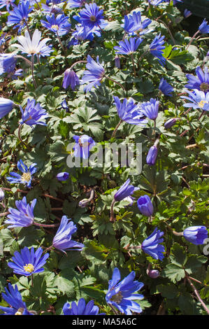 Anemone blanda 'Blau' in Blüte im Frühjahr. Klumpen bilden Verbreitung mehrjährig. Ideal für naturalisierung in Wäldern, Rock Gardens. Stockfoto