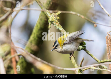 Eine gemeinsame Firecrest sitzt auf einem Ast Stockfoto