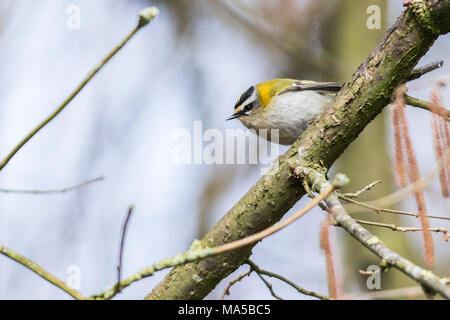 Eine gemeinsame Firecrest sitzt auf einem Ast Stockfoto