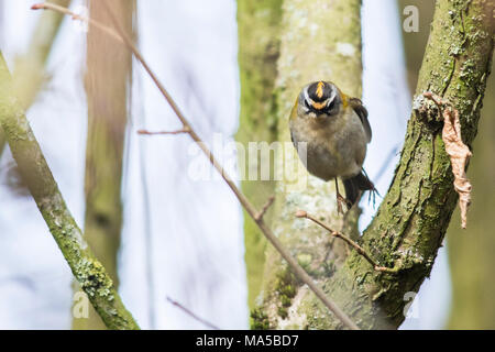 Eine gemeinsame Firecrest sitzt auf einem Ast Stockfoto