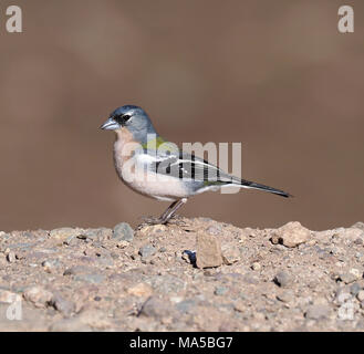 Buchfink, Fringilla coelebs Africana, einzelne männliche auf Fels, Marokko, März 2018 Stockfoto