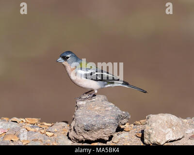 Buchfink, Fringilla coelebs Africana, einzelne männliche auf Fels, Marokko, März 2018 Stockfoto