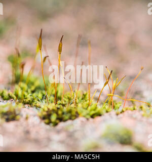 Die winzigen neuen Wachstum einiger Moos auf Ziegelstein. Stockfoto