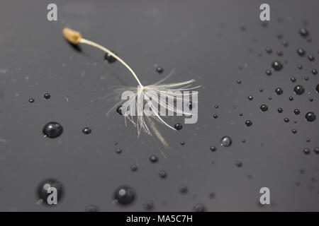 Einen Samen der Löwenzahn nach dem Regen mit Tropfen auf dem Glas. Stockfoto