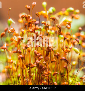 Ein Makro geschossen von einige rote moss Sporen. Stockfoto