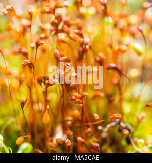 Ein Makro geschossen von einige rote moss Sporen. Stockfoto