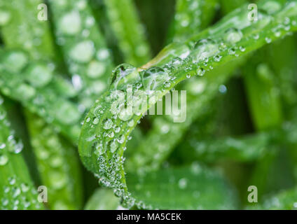 Eine Makroaufnahme von Regentropfen, die auf einige Grashalme. Stockfoto