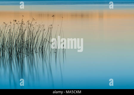 Reed in der Staffelsee, das letzte Licht des Tages, Sonnenuntergang, lange Belichtungszeit 30 Sekunden Stockfoto