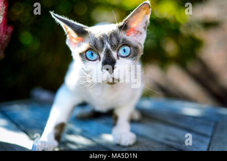 Reinrassige Katze Devon Rex, Felis catus Stockfoto